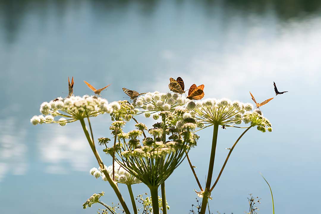 бабочки горное озеро