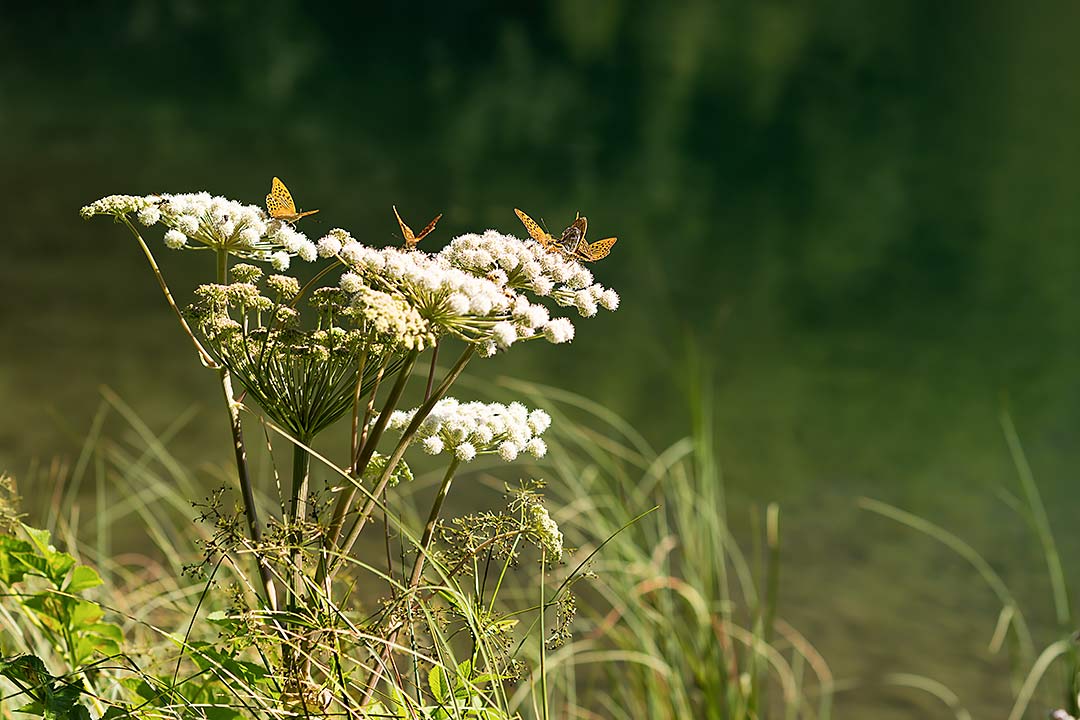 бабочки озеро